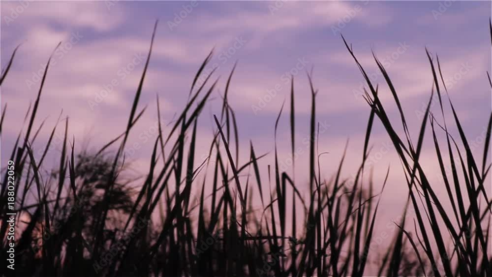 Field of green sedge grass in sunset. Pan Shot. Field of green sedge grass in sunset. Pan Shot.