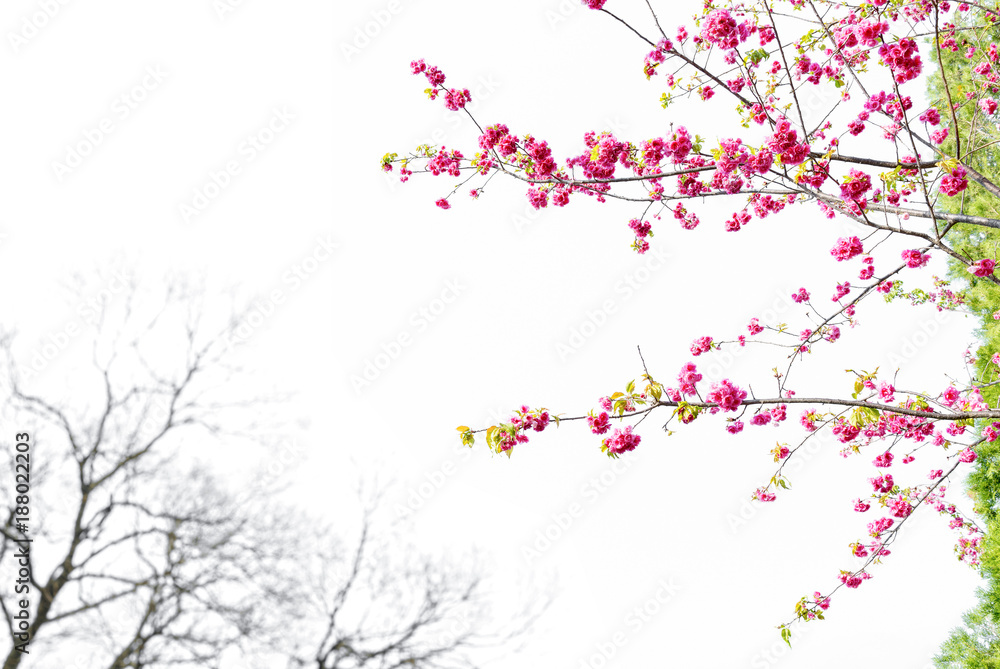 Cherry blossom, sakura flowers isolated on white background. Cherry blossom, sakura flowers isolated on white background.