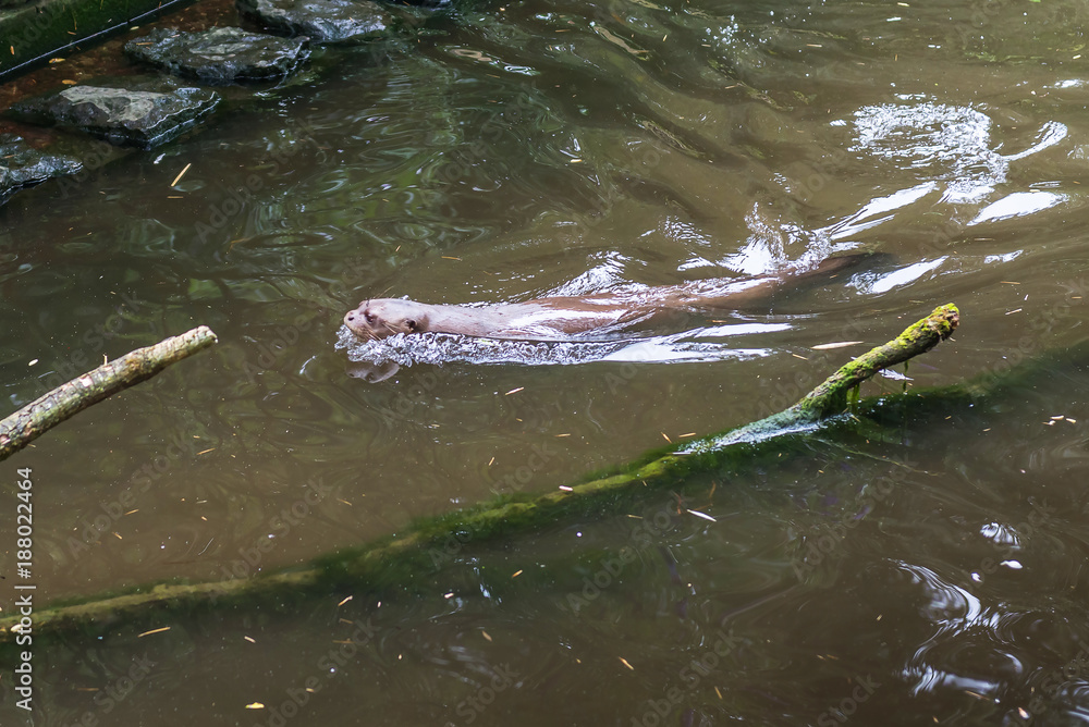 Obraz premium Otter swim in the pond. 