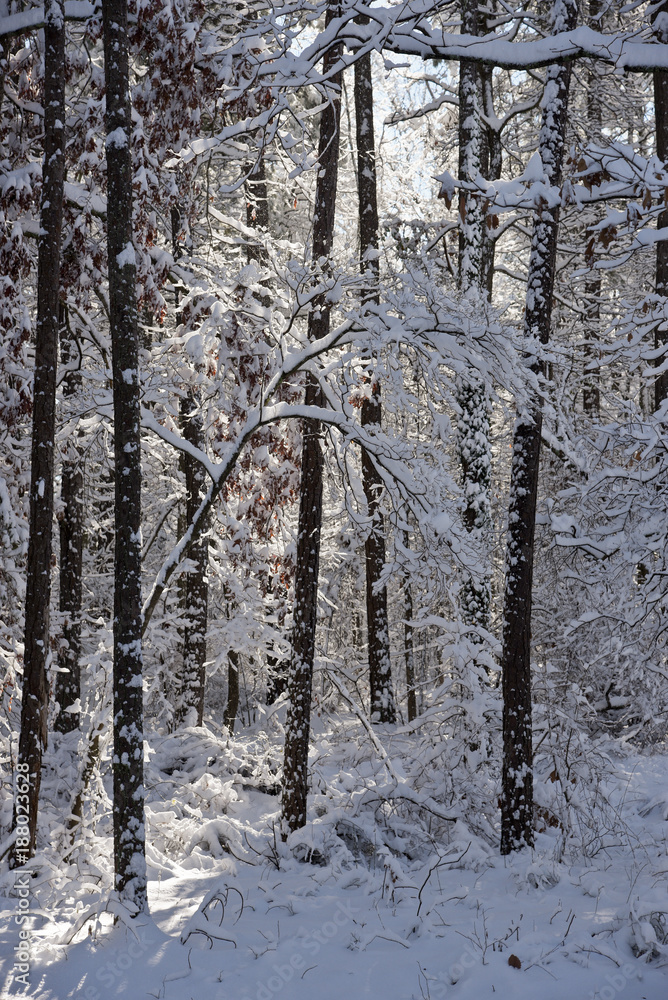 Fototapeta premium Early Morning Snow Fall