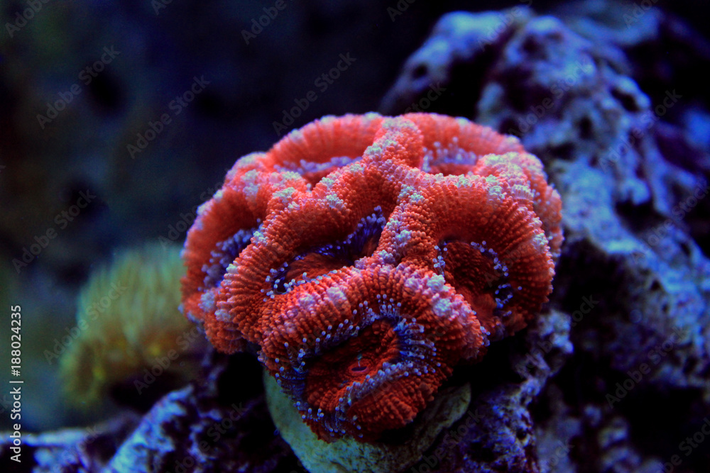 Obraz premium Red Acanthastrea LPS coral in aquarium tank