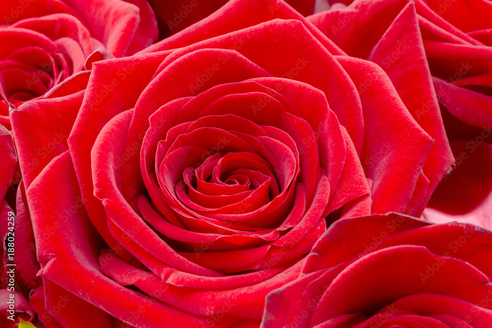 Closeup of a fresh red rose. Big bunch of red roses. Rose flower pattern. Closeup of a fresh red rose. Big bunch of red roses. Rose flower pattern.