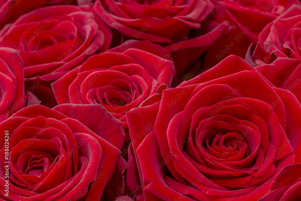 Fototapeta premium Closeup of a fresh red rose. Big bunch of red roses. Rose flower pattern.