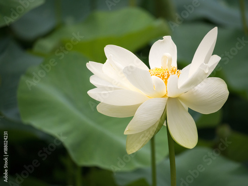 Lotus Flower