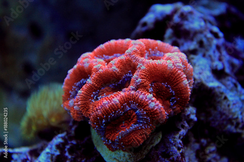 Red Acanthastrea LPS coral in aquarium tank