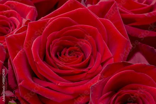 Closeup of a fresh red rose. Big bunch of red roses. Rose flower pattern.