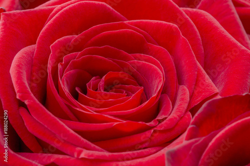 Closeup of a fresh red rose. Big bunch of red roses. Rose flower pattern.