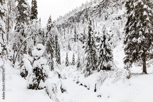 The snow-covered forest in The Korouoma Nature Reserve, Finland. Southern Lapland, Municipality of Posio. photo