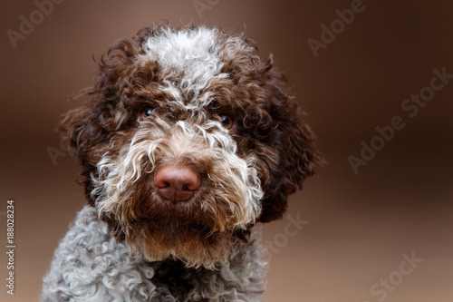 beautiful brown fluffy puppy photo