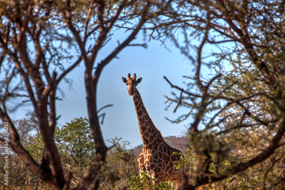 Fototapeta premium Giraffe in the bush