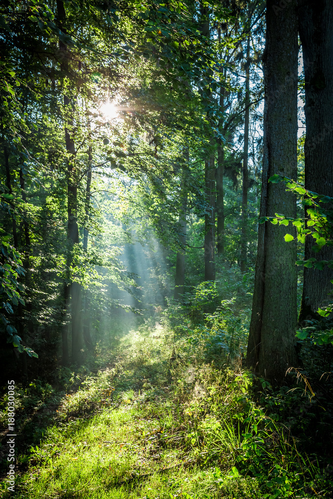 Sunrise in the green forest in summer, Poland