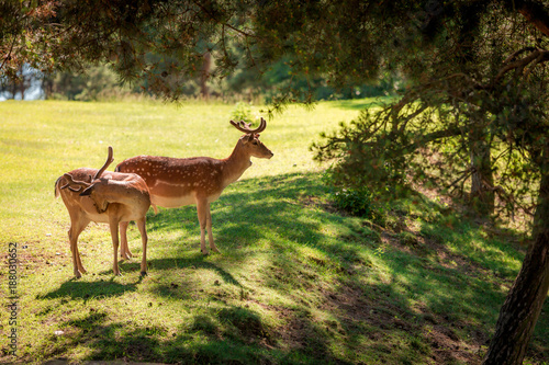Deers in forest at sunny day in summer, Poland, Europe