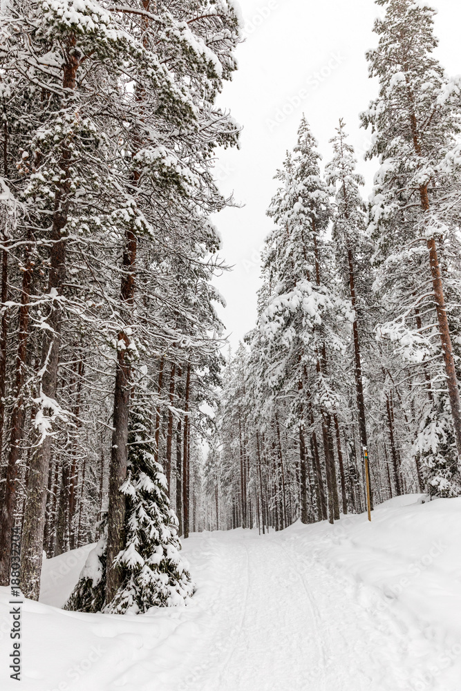 The snow-covered forest in The Korouoma Nature Reserve, Finland. Southern Lapland, Municipality of Posio.