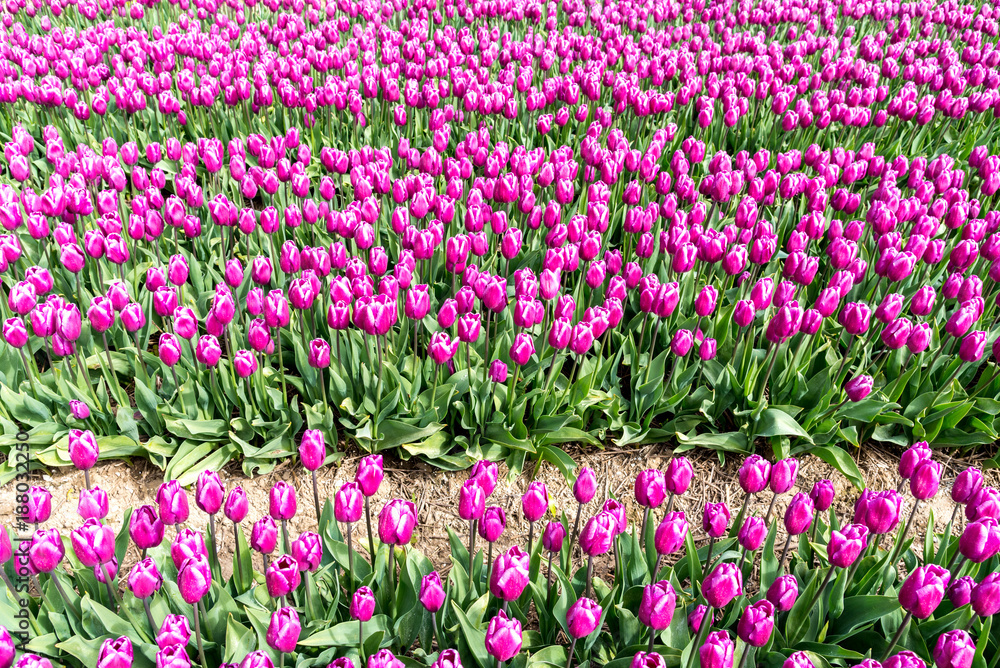 Colorful tulip field Colorful tulip field