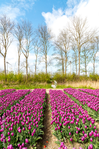 Wallpaper Mural Colorful tulip field Torontodigital.ca