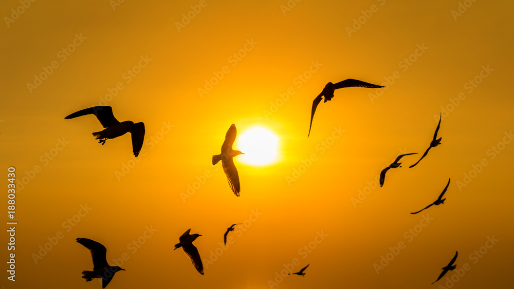 Sunset with silhoutte of birds flying. Sunset with silhoutte of birds flying.