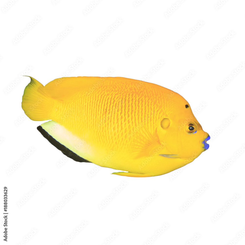 Three-spot Angelfish tropical reef fish isolated on white background Three-spot Angelfish tropical reef fish isolated on white background