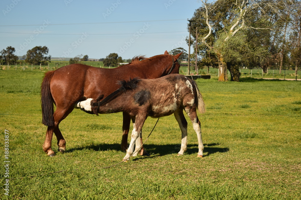 Fototapeta premium Madre e hija