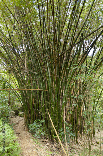 Hawaiian Bamboo, Kauai