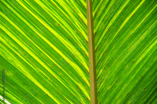 plant leaf 35