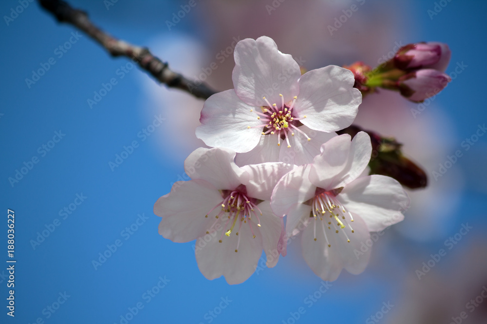 Pink Cherry Blossom - closeup - blue sky in background Pink Cherry Blossom - closeup - blue sky in background