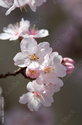 Cherry Blossom - closeup 