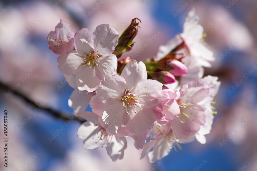 Pink Cherry Blossom - closeup - blue sky in background Pink Cherry Blossom - closeup - blue sky in background