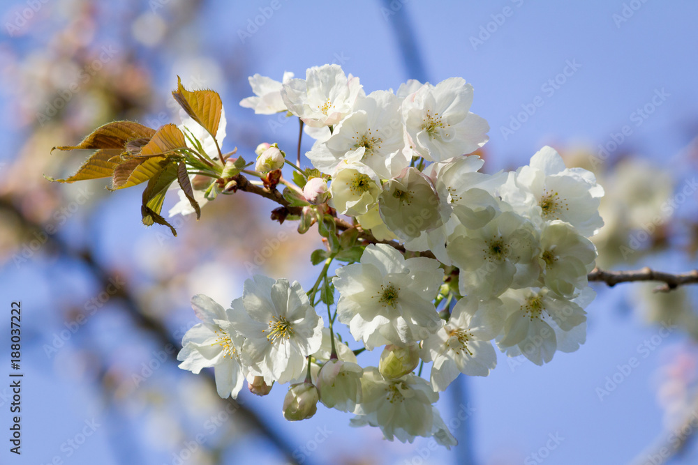 White Cherry Blossom Twig - closeup - beautiful bokeh White Cherry Blossom Twig - closeup - beautiful bokeh