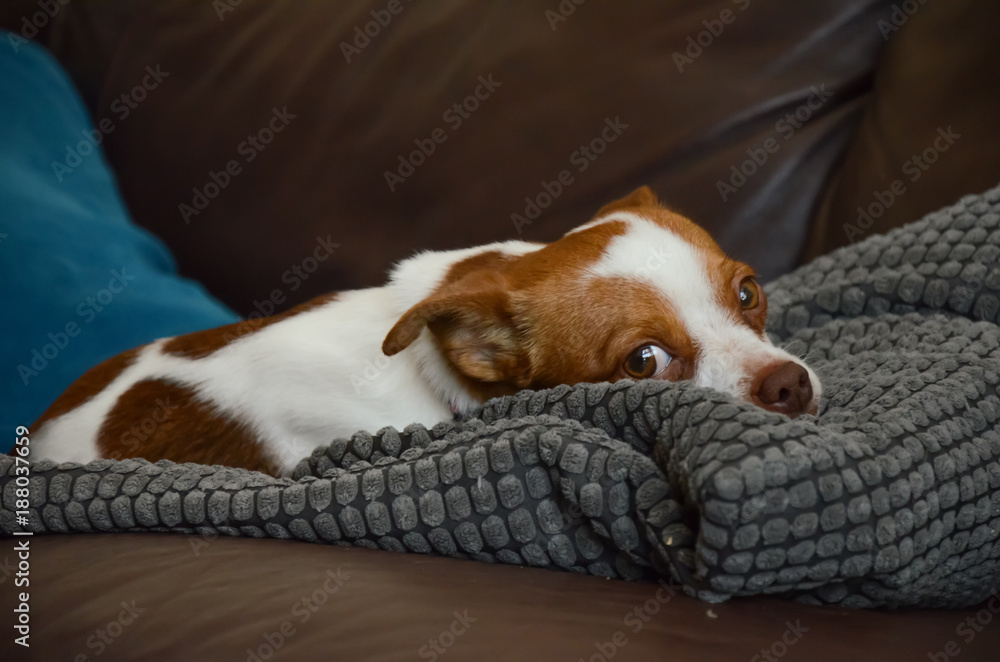 Obraz premium Jack Russel Terrier Dog laying down, eyes open