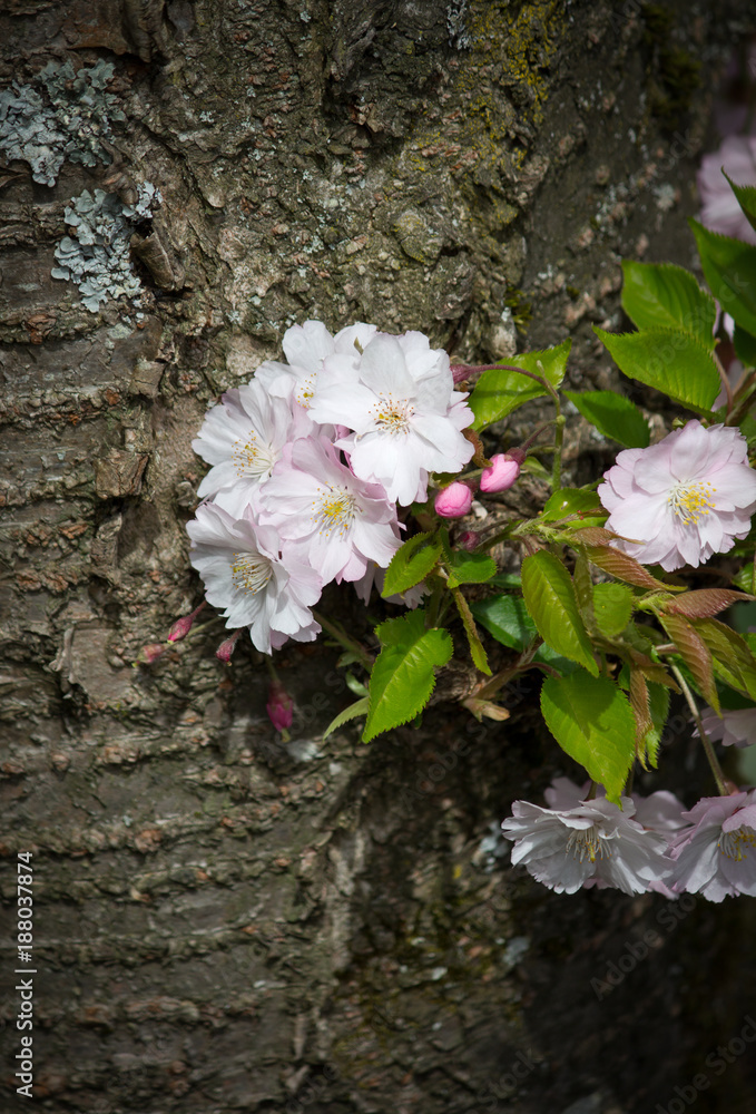 Tree Trunk with blooming Cherry Blossom Twig Tree Trunk with blooming Cherry Blossom Twig