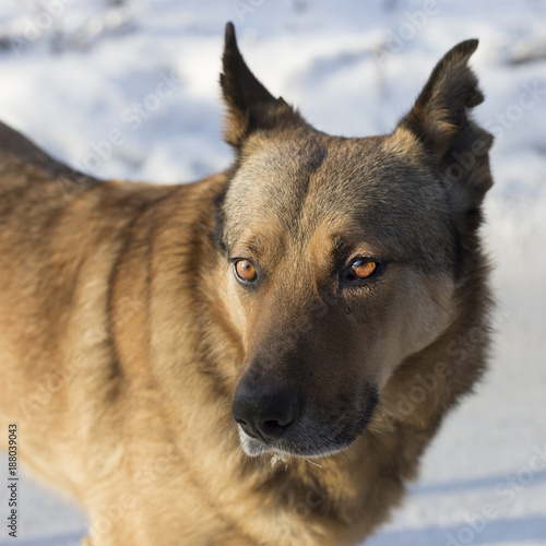 dog with a ragged ear on a winter day