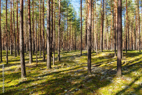 sunny pine forest