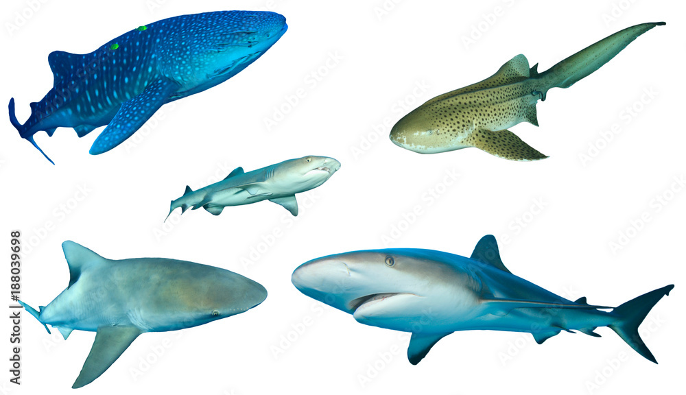 Obraz premium Sharks. Different shark species isolated white background. Whale Shark, Leopard, Whitetip Reef, Bull and Grey Reef Sharks