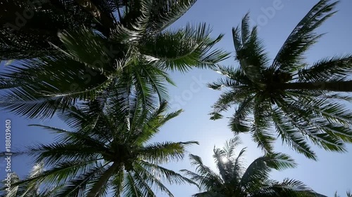 Camera spinning underneath tropical coconut palm trees