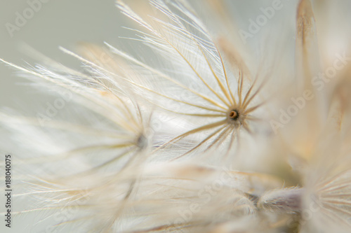 Billede på lærred Background dry wild flower macro