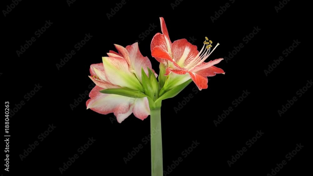 Time-lapse of growing, opening and rotating Minerva amaryllis Christmas flower 2c1 in PNG+ format with ALPHA transparency channel isolated on black background Time-lapse of growing, opening and rotating Minerva amaryllis Christmas flower 2c1 in PNG+ format with ALPHA transparency channel isolated on black background