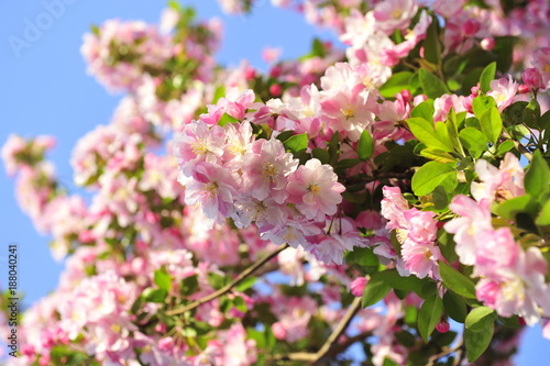 Chinese flowering crab-apple blooming