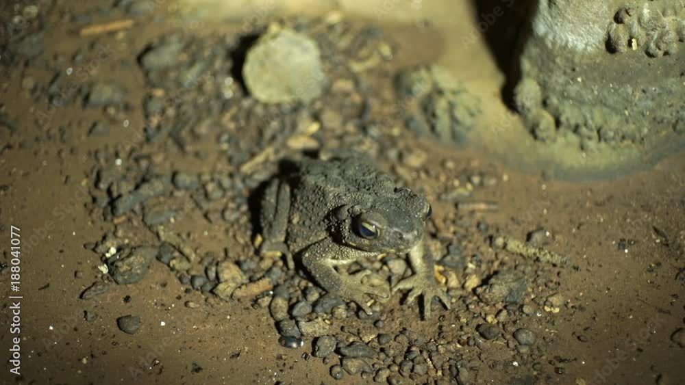 Gray cave toad in the Khao Phueng Cave, Thailand Gray cave toad in the Khao Phueng Cave, Thailand