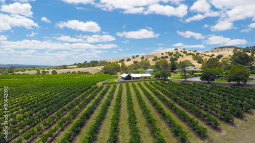 Drone aerial of the Barossa Valley, major wine growing region of South Australia, views of rows of grapevines and scenic landscape, taken from Lily Farm Road.