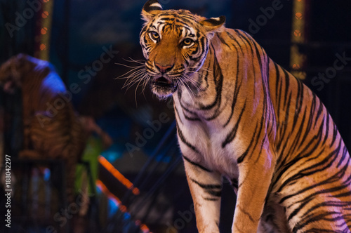 tigers in the circus arena