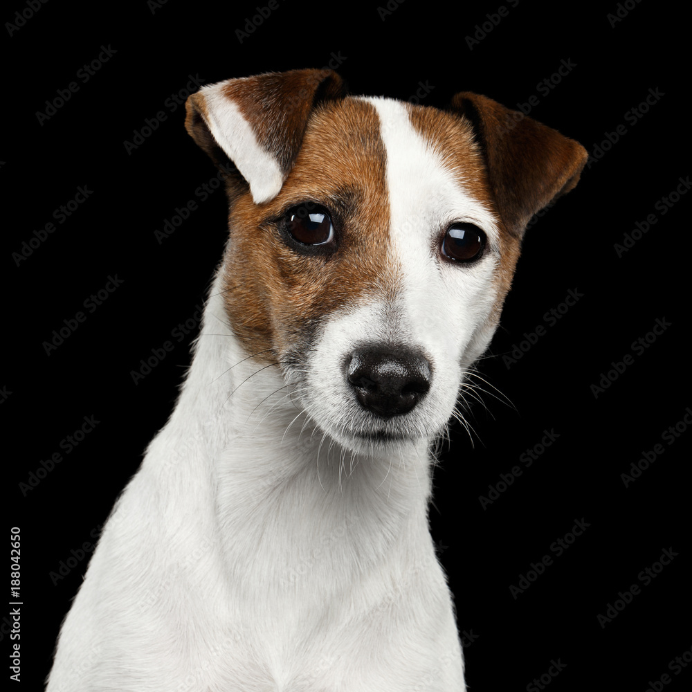 Cute Portrait of Jack Russel Terrier Dog bowed his head on Isolated Black Background