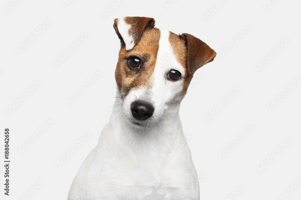 Cute Portrait of Jack Russel Terrier Dog bowed his head on Isolated White Background