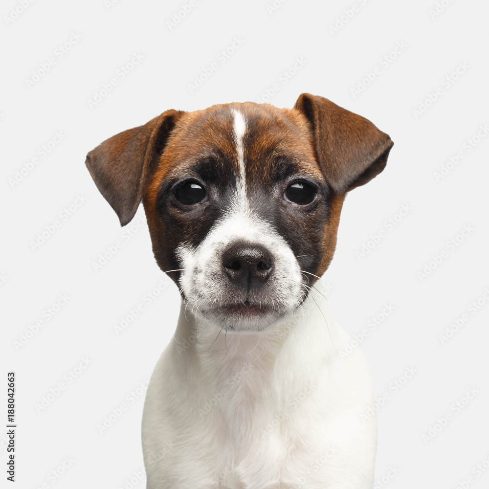 Cute Portrait of Young Jack Russel Terrier Puppy Looking for on Isolated White Background