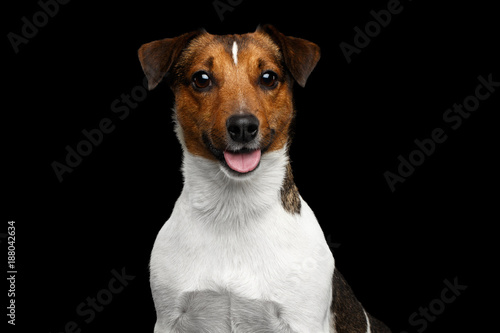 Portrait of Smiling Jack Russel Terrier Dog on Isolated Black Background