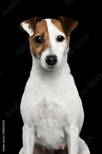 Portrait of Jack Russel Terrier Dog on Isolated Black Background © seregraff
