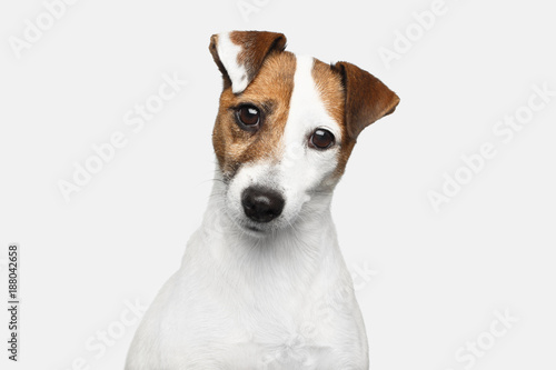 Cute Portrait of Jack Russel Terrier Dog bowed his head on Isolated White Background © seregraff