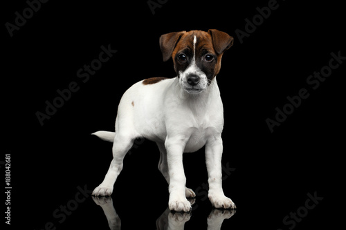 Young Jack Russel Terrier Puppy Standing on Isolated Black Background with reflection