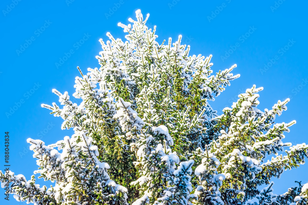 Natural white snow, frost on the branches, the needles of the spruce in the coniferous forest against the blue sky, beautiful winter background scenery, landscape Natural white snow, frost on the branches, the needles of the spruce in the coniferous forest against the blue sky, beautiful winter background scenery, landscape