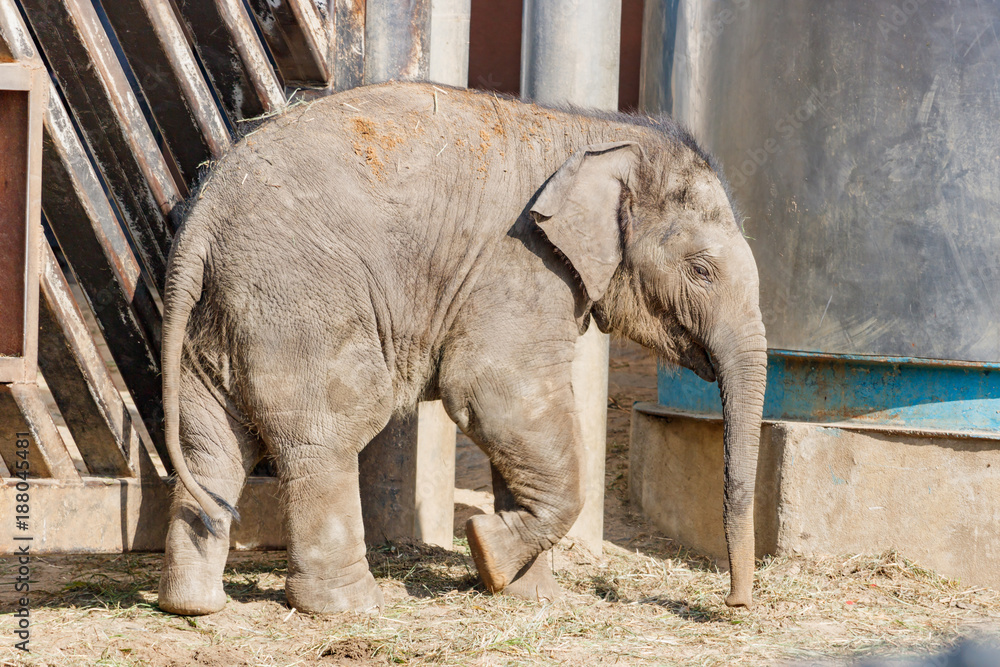 Fototapeta premium Słoniątka na spacerze w słoneczny letni dzień