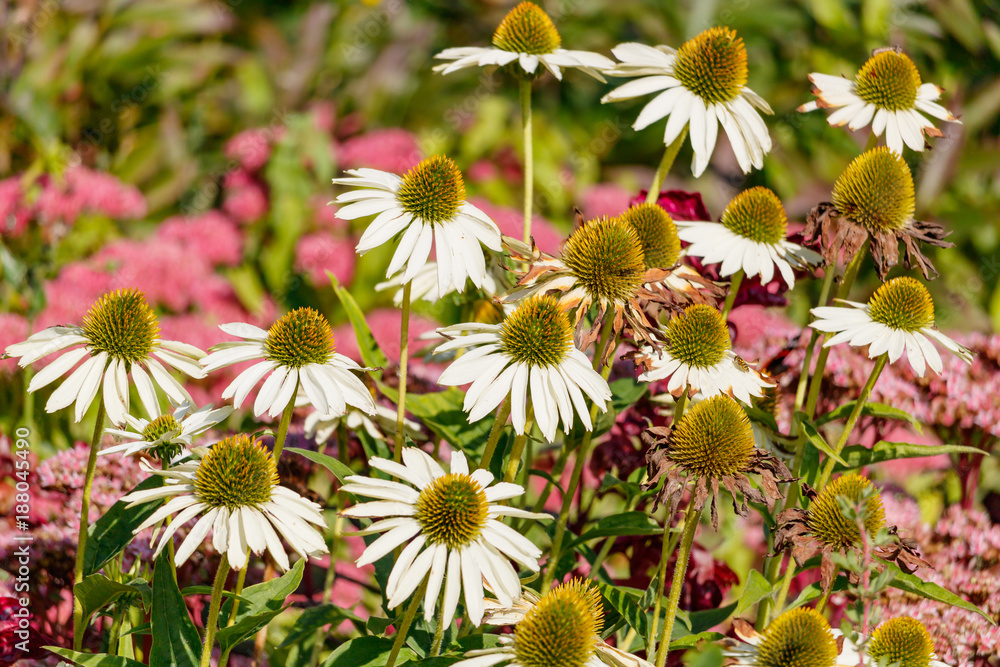 Echinacea white flowers closeup on a sunny day Echinacea white flowers closeup on a sunny day